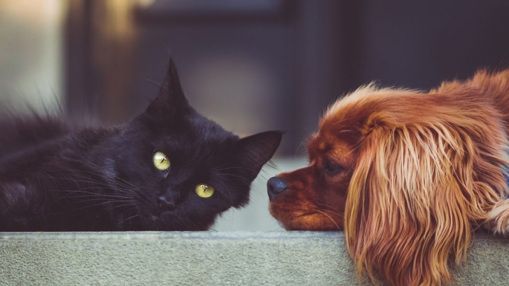 Ευρωπαϊκό Κοινοβούλιο: Νέοι αυστηροί κανόνες για την προστασία ζώων συντροφιάς