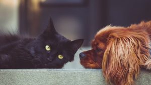 Ευρωπαϊκό Κοινοβούλιο: Νέοι αυστηροί κανόνες για την προστασία ζώων συντροφιάς