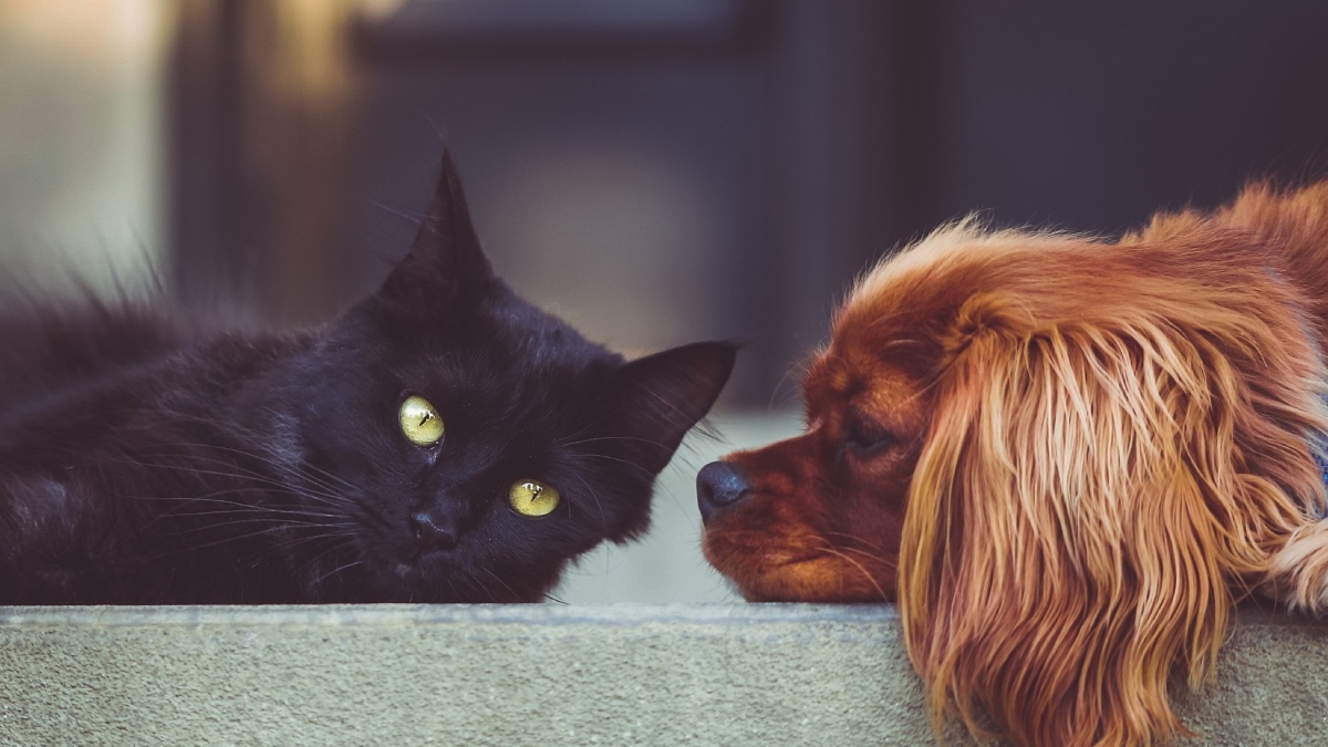 Ευρωπαϊκό Κοινοβούλιο: Νέοι αυστηροί κανόνες για την προστασία ζώων συντροφιάς