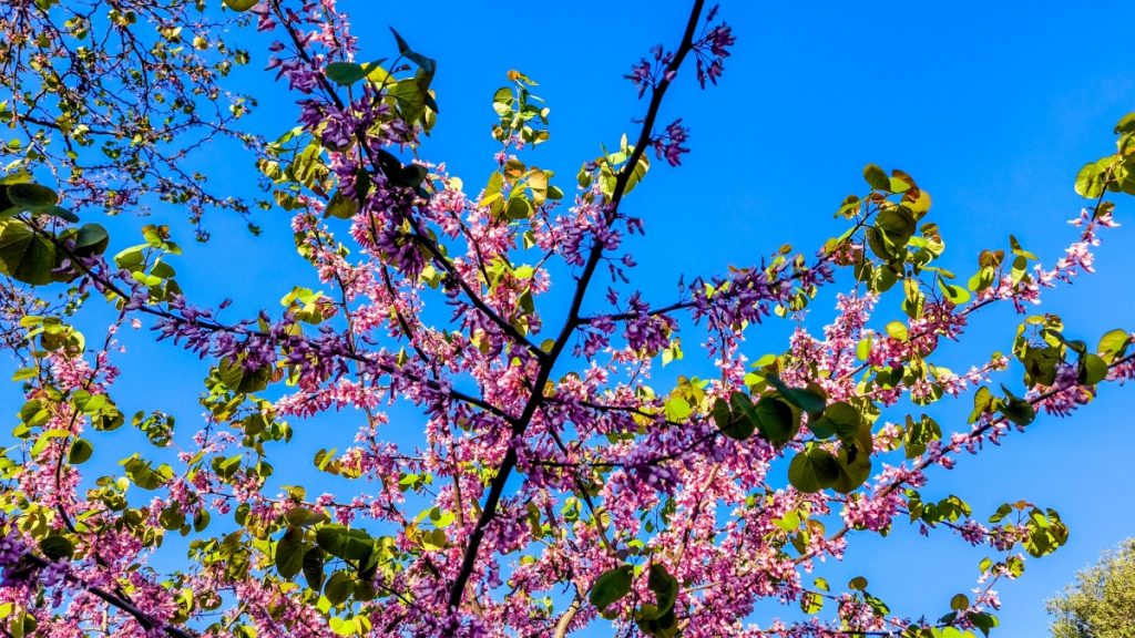 Ανοιξιάτικος από σήμερα ο καιρός – Απομακρύνεται η αφρικανική σκόνη
