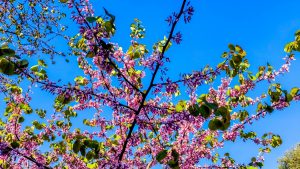 Ανοιξιάτικος από σήμερα ο καιρός – Απομακρύνεται η αφρικανική σκόνη