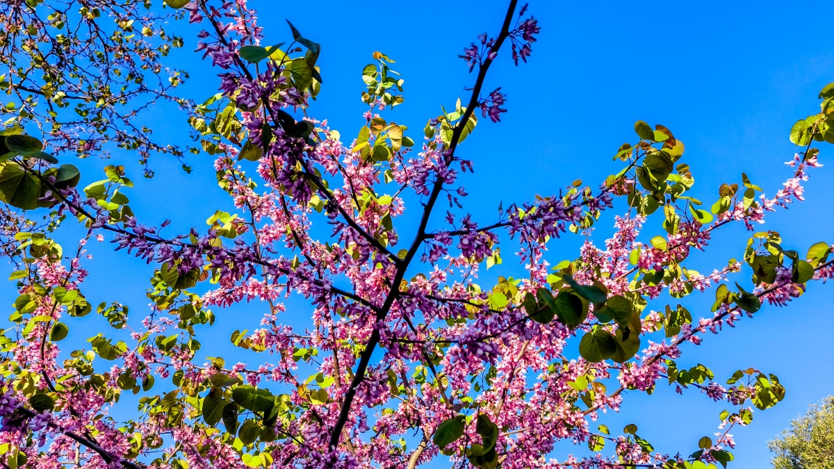 Ανοιξιάτικος από σήμερα ο καιρός – Απομακρύνεται η αφρικανική σκόνη