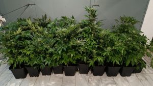 Θεσσαλονίκη: Είχε στήσει αυτοσχέδιο εργαστήριο κάνναβης σε διαμέρισμα – Συνελήφθη 47χρονος (βίντεο)