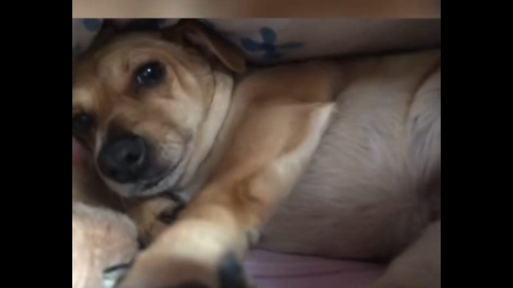 Σιωπή και αδράνεια: Μια υπόθεση δηλητηρίασης ζώων που ζητά δικαιοσύνη στην Κύπρο (vid)