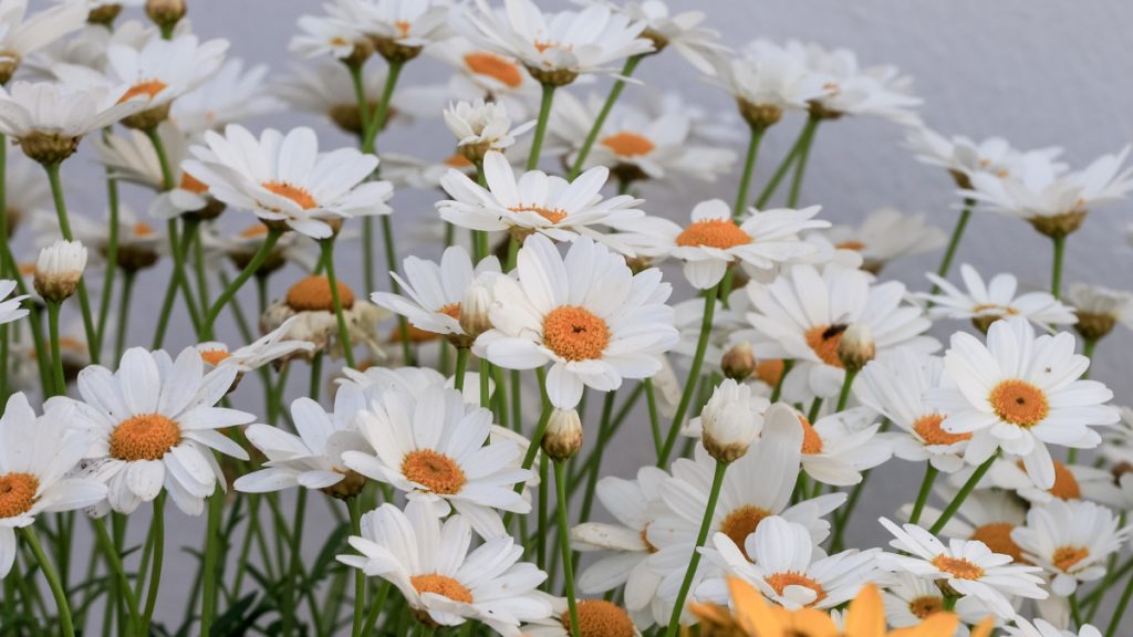 Πάσχα 2026: Τι συμβολίζει η Κυριακή των Βαΐων – Τα έθιμα εκείνης της μέρας & γιατί τρώμε ψάρι