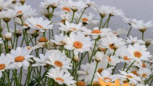 Πάσχα 2026: Τι συμβολίζει η Κυριακή των Βαΐων – Τα έθιμα εκείνης της μέρας & γιατί τρώμε ψάρι