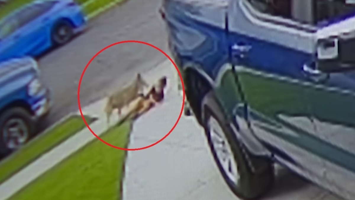 Λος Άντζελες: Κογιότ επιτέθηκε και τραυμάτισε 4χρονο αγόρι (Βίντεο)