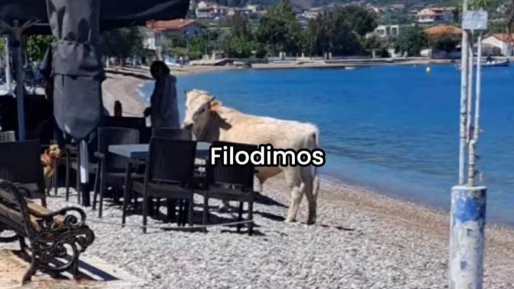 Άβυθος Αιγίου: Μοσχαράκι έκανε βόλτα στην παραλία (Φωτογραφίες)