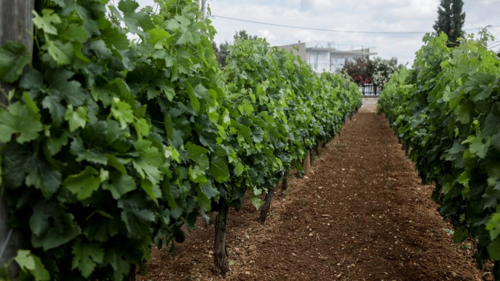 Βόρεια Ελλάδα: 28 οινοποιεία ανοίγουν τις πόρτες τους στις 23-24/5