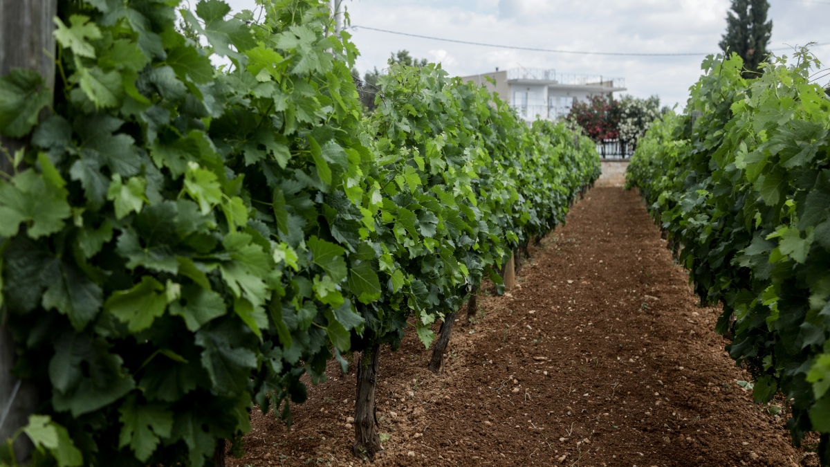 Βόρεια Ελλάδα: 28 οινοποιεία ανοίγουν τις πόρτες τους στις 23-24/5