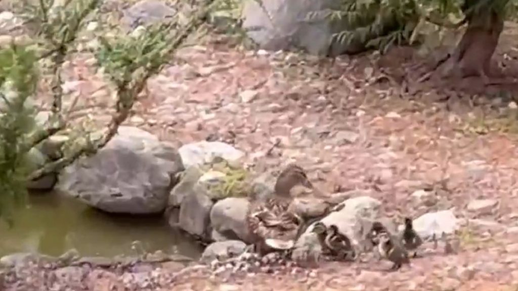 Αγγλία: Διασώθηκαν δέκα παπάκια που έπεσαν σε φρεάτιο αποχέτευσης (βίντεο)