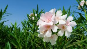 Πικροδάφνες: Πότε γίνονται επικίνδυνες – Τι εξηγεί ο Βασιλακόπουλος