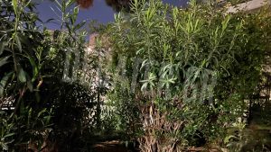 Κόντρα μεταξύ περιβαλλοντολόγων και γιατρών για την πικροδάφνη – Η απόφαση του ΕΟΔΥ που προκάλεσε αντιδράσεις (εικόνα)