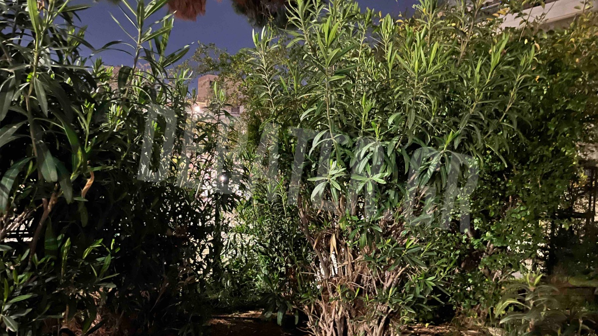 Κόντρα μεταξύ περιβαλλοντολόγων και γιατρών για την πικροδάφνη – Η απόφαση του ΕΟΔΥ που προκάλεσε αντιδράσεις (εικόνα)