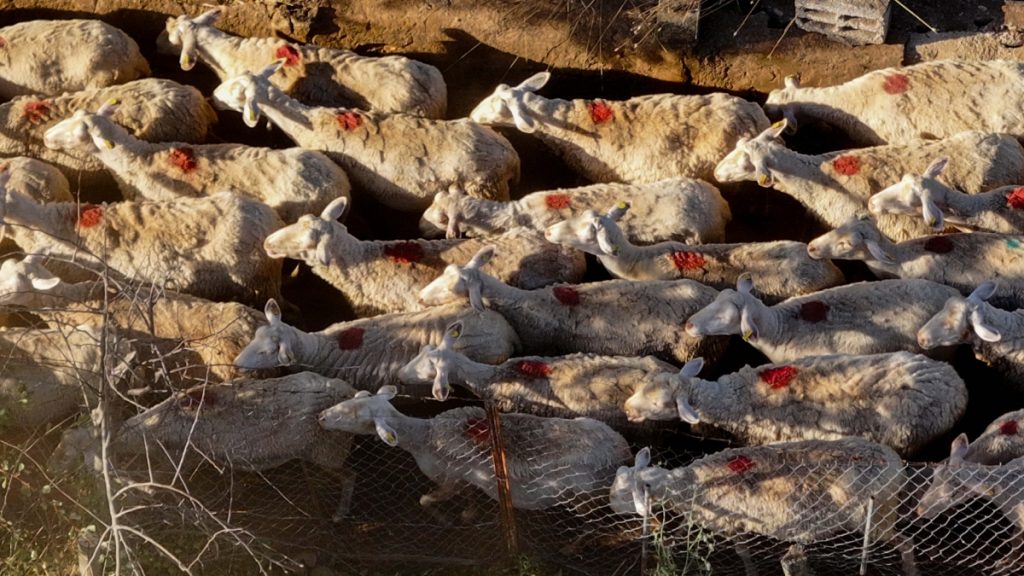 Λέσβος: “Λουκέτο” από αύριο στα τυροκομεία λόγω των μέτρων για τον αφθώδη πυρετό