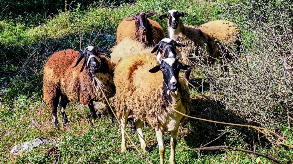 Ευλογιά αιγοπροβάτων: 2.152 τα κρούσματα από 6 έως 19 Απριλίου – Στις 486.666 οι θανατώσεις