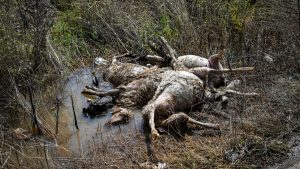 Κοζάνη: Εντοπίστηκαν πάνω από δέκα νεκρά πρόβατα σε πλαγιά βουνού