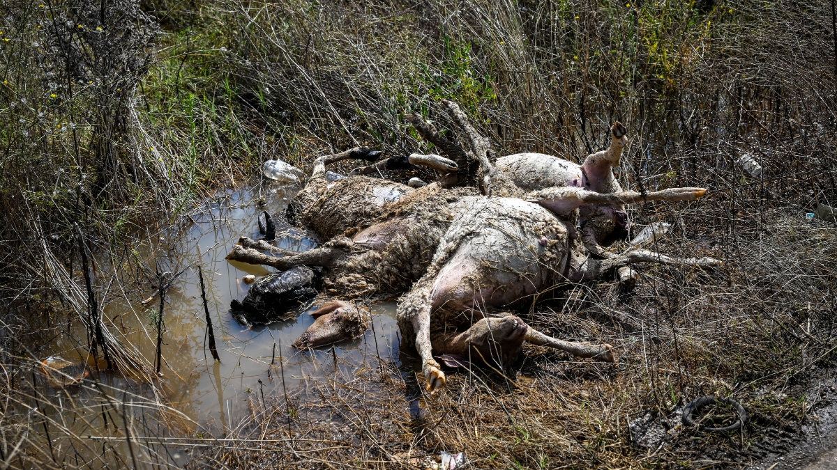 Κοζάνη: Εντοπίστηκαν πάνω από δέκα νεκρά πρόβατα σε πλαγιά βουνού