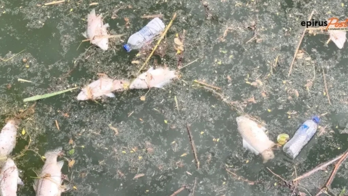 Ιωάννινα: Καταγγελία εργαζομένων για νεκρά ψάρια στο εργοτάξιο – “Δεν είναι δική μας αρμοδιότητα” απαντά ο δήμος