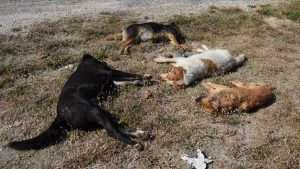 Χαλκιδική: Μήνυση κατά παντός υπευθύνου  για την μαζική θανάτωση σκύλων στον Βάβδο