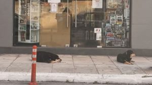 Χανιά: Συγκίνηση για τα δύο σκυλιά που περιμένουν έξω από το κατάστημα την ιδιοκτήτρια που έχει πεθάνει (φωτογραφία)