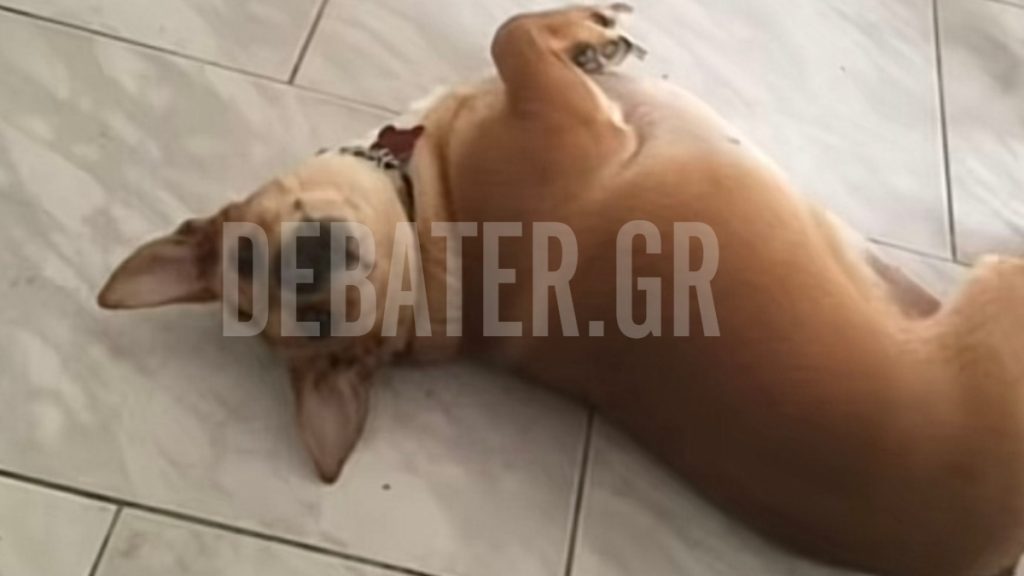 Κύπρος: Μια υπόθεση δηλητηρίασης ζώων που ζητά δικαιοσύνη – Ποιοι καταγγέλουν σιωπή και αδράνεια (Βίντεο)