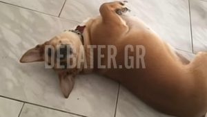 Κύπρος: Μια υπόθεση δηλητηρίασης ζώων που ζητά δικαιοσύνη – Ποιοι καταγγέλουν σιωπή και αδράνεια (Βίντεο)