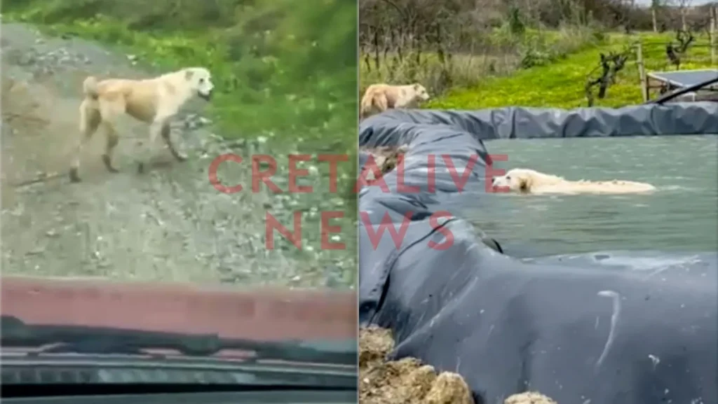 Βίντεο: Σκυλίτσα οδηγεί διασώστη για να σώσει το κουτάβι της που είχε πέσει σε λιμνοδεξαμενή