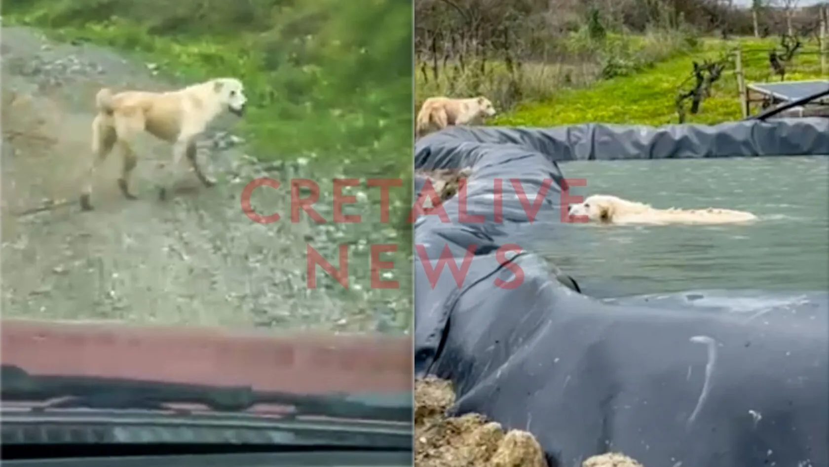 Βίντεο: Σκυλίτσα οδηγεί διασώστη για να σώσει το κουτάβι της που είχε πέσει σε λιμνοδεξαμενή