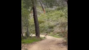 Τατόι: Λύκος ήρθε πρόσωπο με πρόσωπο με πολίτη (βίντεο)