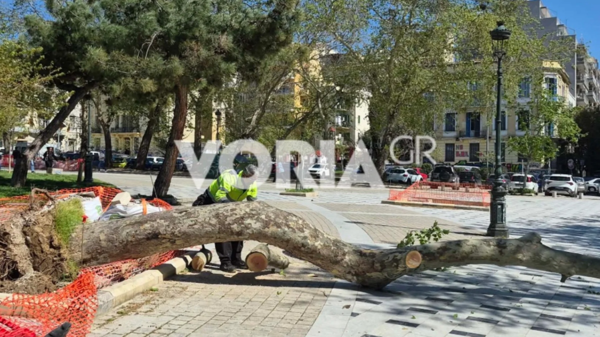 Θεσσαλονίκη: Πτώσεις δέντρων από ισχυρούς ανέμους – Τραυματίστηκαν δύο παιδιά (Εικόνες & Βίντεο)