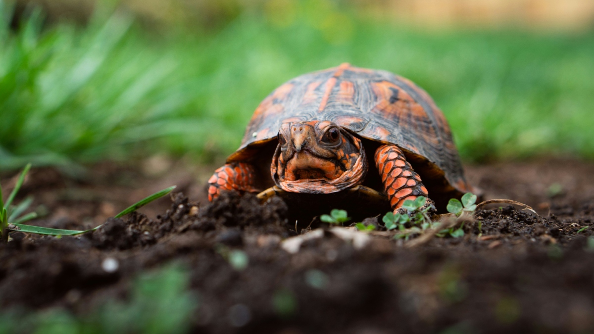 Ταϊβανέζα συνελήφθη στο αεροδρόμιο της Μπανγκόκ – Μετέφερε 30 σπάνιες χελώνες κρυμμένες στα ρούχα της