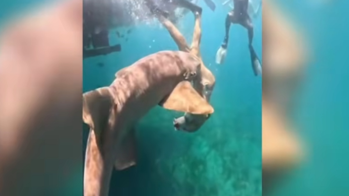 Βραζιλία: Βίντεο που σοκάρει – Η στιγμή που καρχαρίας αρπάζει από το πόδι τουρίστρια