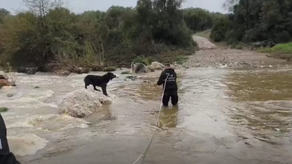 Χαλκιδική: Διάσωση δύο τσοπανόσκυλων από βράχια σε ποτάμι (Βίντεο)