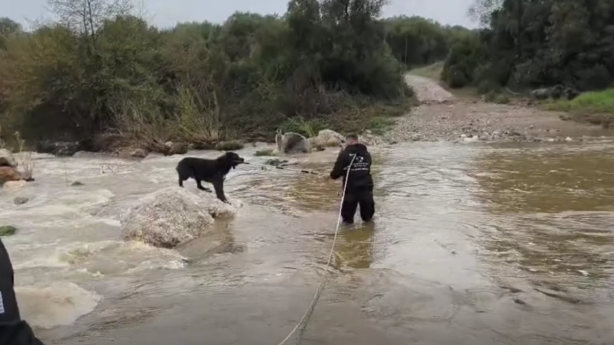 Χαλκιδική: Διάσωση δύο τσοπανόσκυλων από βράχια σε ποτάμι (Βίντεο)