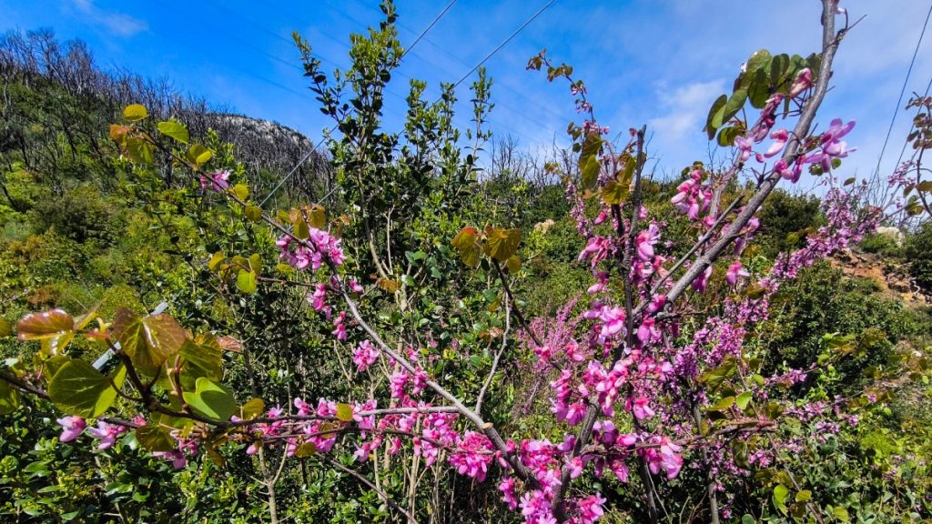Αίθριος ο καιρός σήμερα, ανεβαίνει η θερμοκρασία – Πού μπορεί να βρέξει