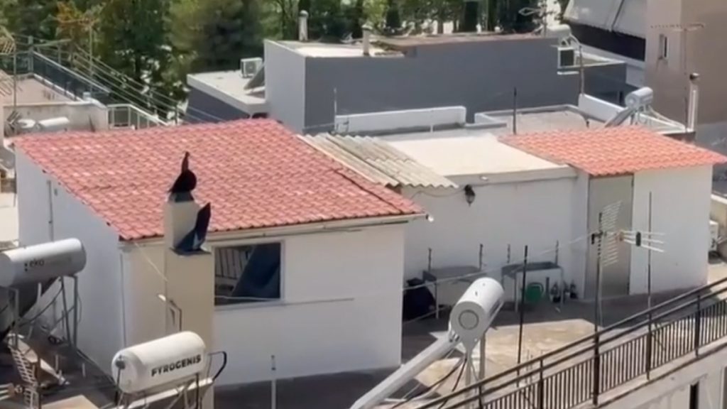 Περιστέρι: «Θέλω να πάρω την επιμέλεια των εγγονιών μου» – Τι αποκάλυψε η γιαγιά των 6 κακοποιημένων παιδιών