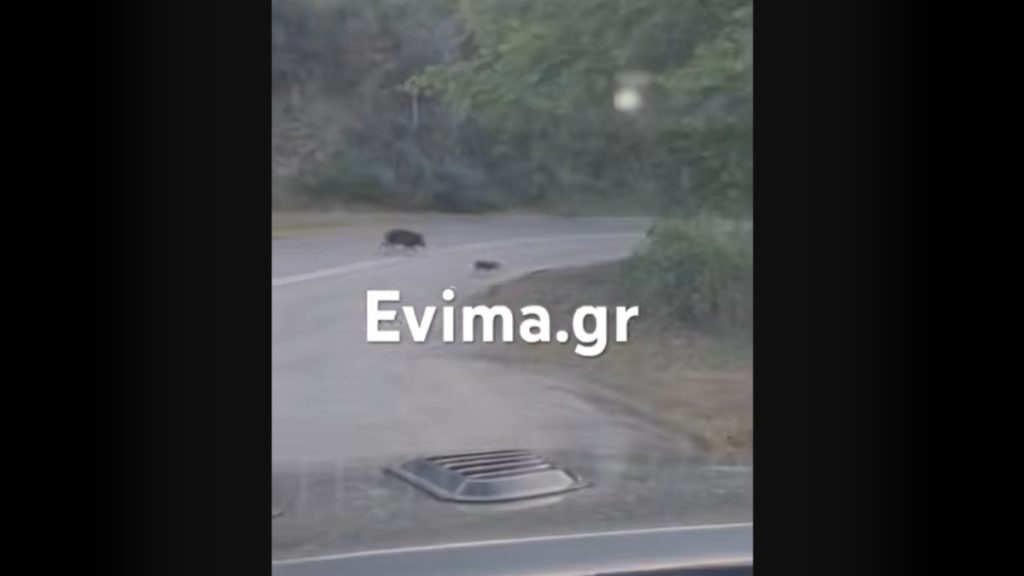 Εύβοια: Αγριογούρουνα πετάχτηκαν ξαφνικά σε κεντρικό δρόμο – Οδηγοί έκοψαν ταχύτητα την τελευταία στιγμή (βίντεο)