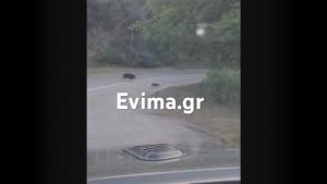 Εύβοια: Αγριογούρουνα πετάχτηκαν ξαφνικά σε κεντρικό δρόμο – Οδηγοί έκοψαν ταχύτητα την τελευταία στιγμή (βίντεο)