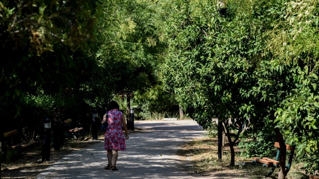 Τρία είδη εντόμων απειλούν το πράσινο της Αθήνας – Τι μέτρα έλαβε ο δήμος για τη διάσωση της νεραντζιάς (Βίντεο)