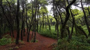 Θρίλερ στην Αχαΐα: Εργαζόμενοι εντόπισαν ανθρώπινα οστά στο δάσος της Στροφυλιάς – Στο σημείο κλήθηκε ιατροδικαστής