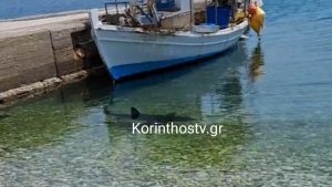 Αναστάτωση στην Κόρινθο: Καρχαρίας 2,5 μέτρων εμφανίστηκε στα Λουτρά της Ωραίας Ελένης (Βίντεο)