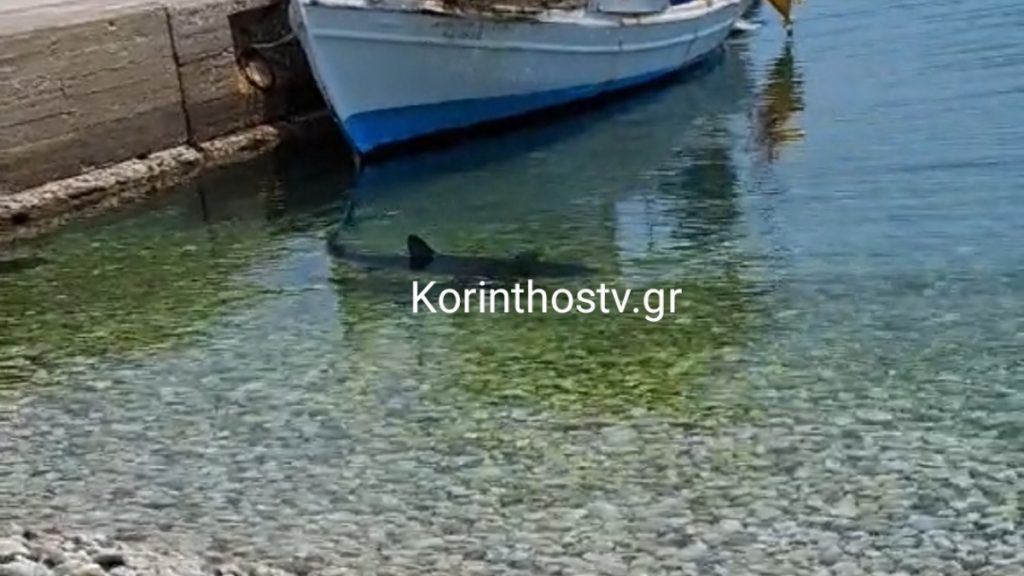 Κορινθία: Καρχαρίας κολυμπάει στα ρηχά στα Λουτρά Ωραίας Ελένης (βίντεο)