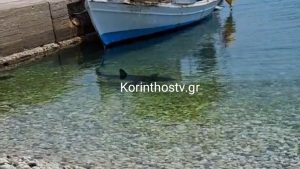 Κορινθία: Καρχαρίας κολυμπάει στα ρηχά στα Λουτρά Ωραίας Ελένης (βίντεο)