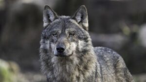 Φωκίδα: Συγκλονίζει η κτηνοτρόφος που δέχθηκε επίθεση από λύκο – «Επιτέθηκε σε εμένα και όχι στα ζώα μου»
