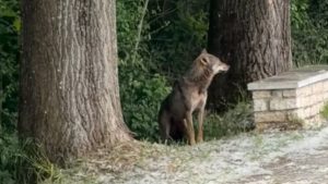 Ιωάννινα: Λύκος έκανε την εμφάνισή του στον παραλίμνιο ποδηλατόδρομο – Ανάστατοι οι κάτοικοι (Εικόνες & Βίντεο)