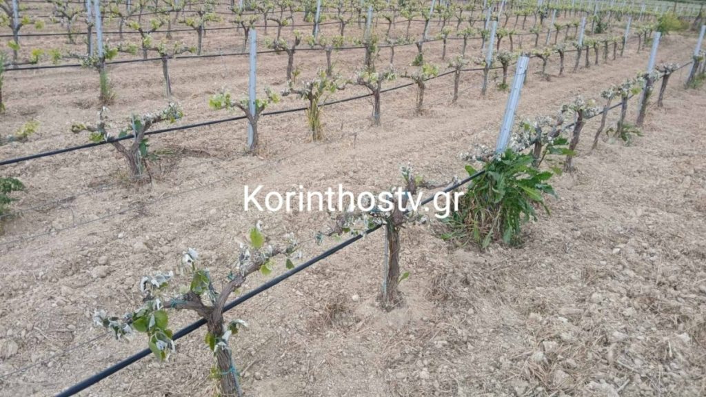 Νεμέα: Καταστράφηκαν αμπελώνες από τον παγετό – Δείτε το βίντεο