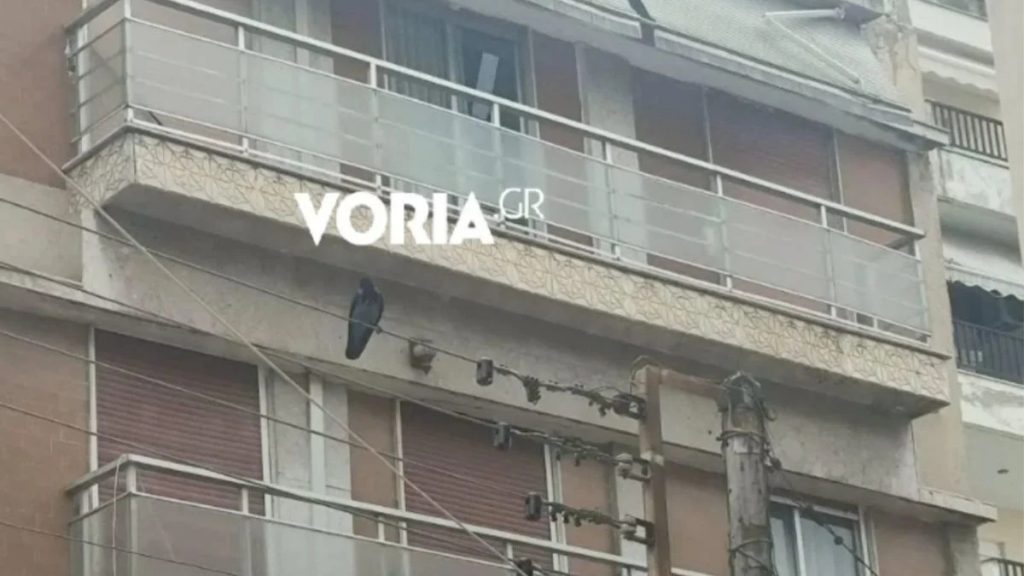 Θεσσαλονίκη: Κοράκι επιτέθηκε σε περαστικούς για να προστατέψει το μικρό του – Τρεις τραυματίες (Βίντεο)