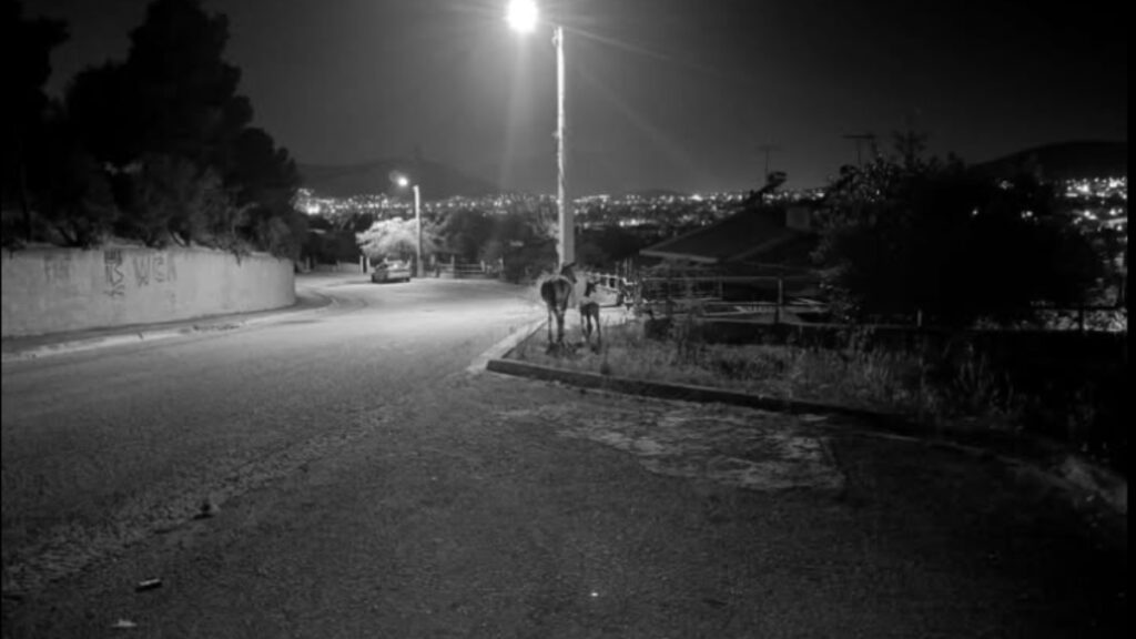 Μαγική εικόνα στο Μενίδι: Μαμά ελαφίνα με το ελαφάκι της στις εργατικές κατοικίες (Φωτογραφία)