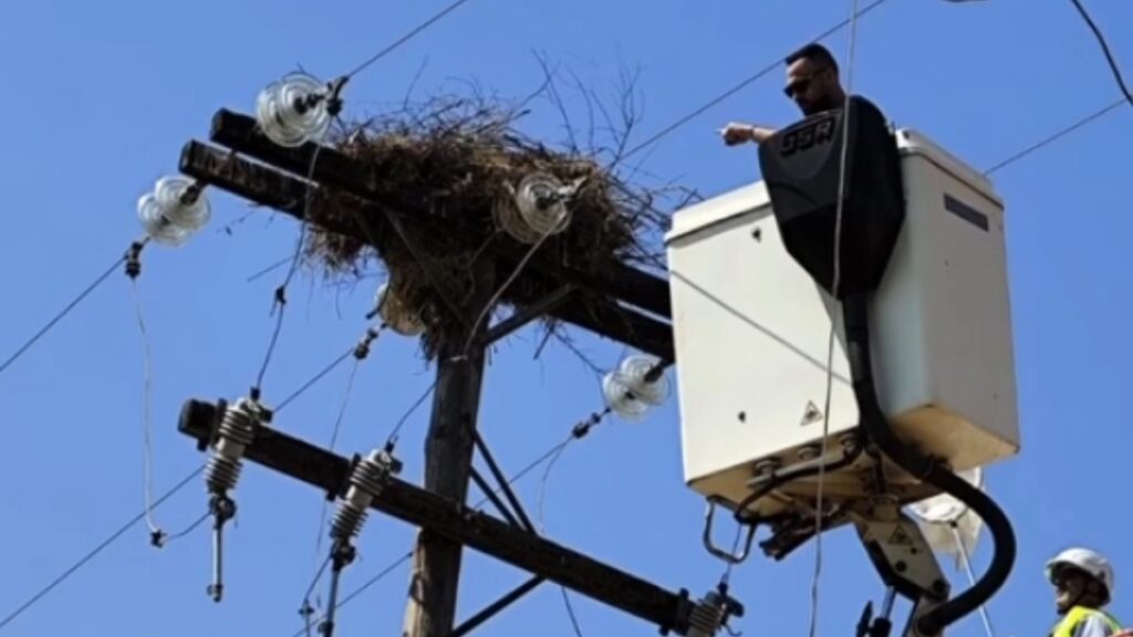 Βοιωτία: Έσωσαν νεοσσούς πελεκάνων πάνω σε κολώνα ηλεκτροδότησης (βίντεο)